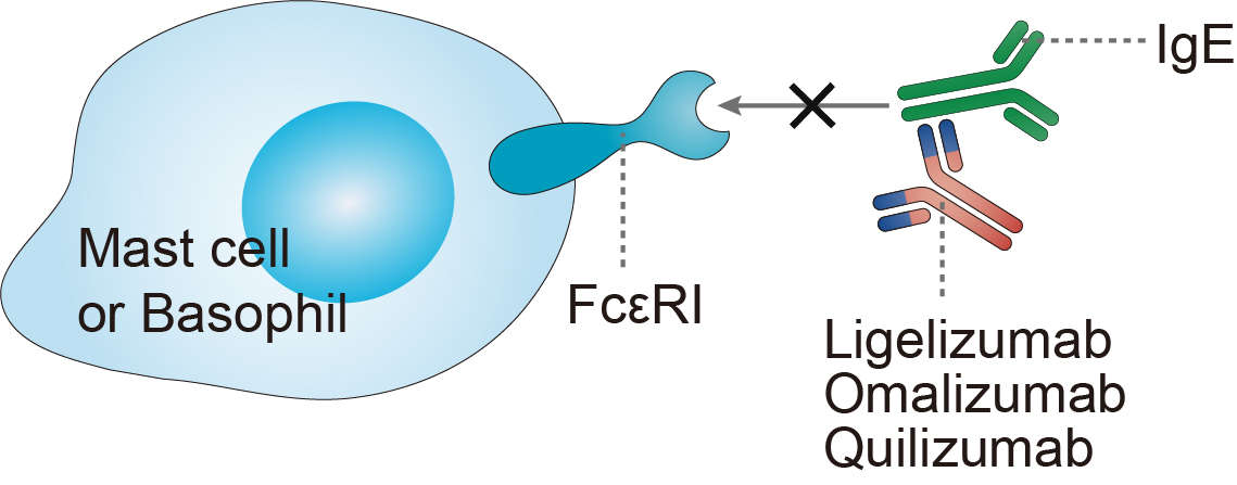 Mechanism of Action of Ligelizumab 